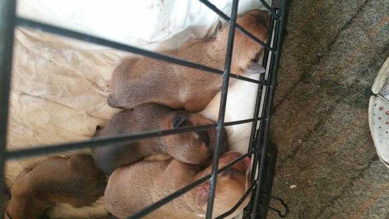 Selling puppys