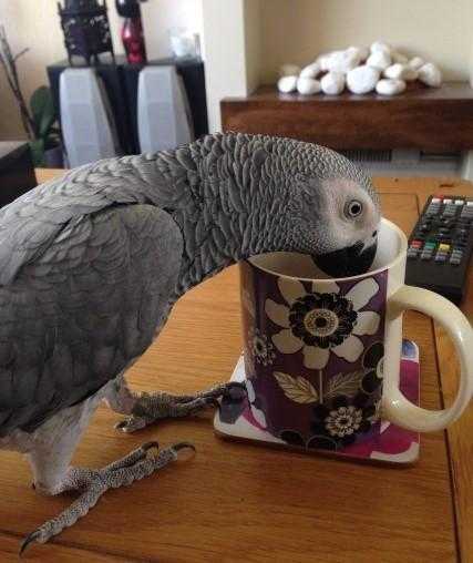 Semi Tame Talking Male and Female African Grey for sale