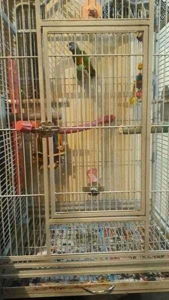 senegal parrot for sale 180 no offers