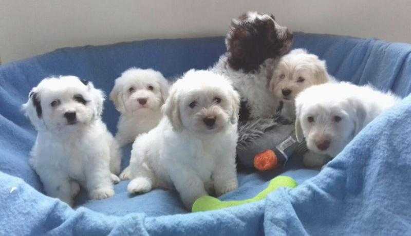 SENSATIONAL F1 COCKAPOO PUPPIES