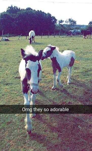 Seven acre horse sanctuary open day