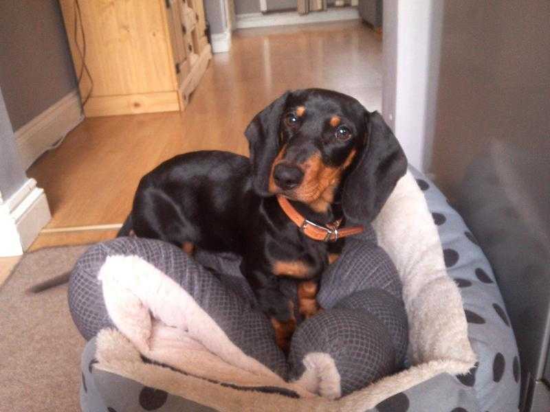 Seven month old boy Dachshund, black and tan, smooth , miniature