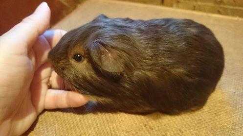 several guinea pigs for sale