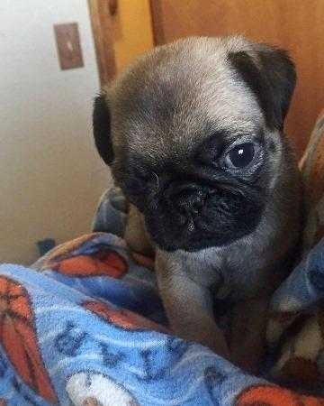 SGDFETDYJ Stunning Pug Puppies For Sale