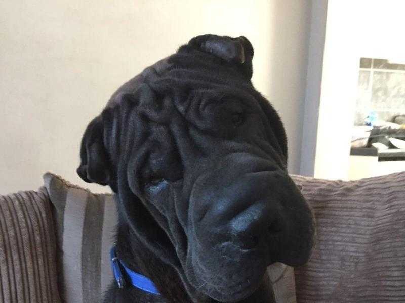 Shar pei