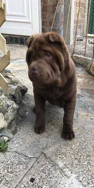 Shar pei