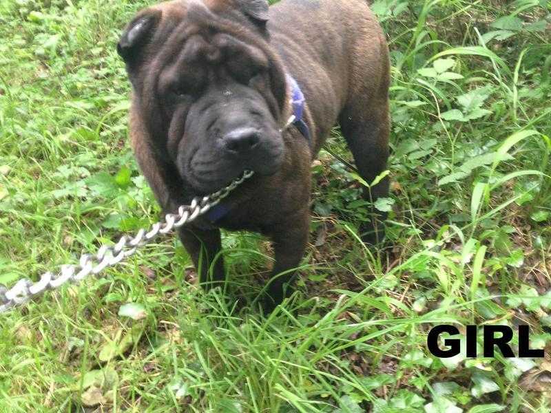 Shar-pei Lovely Girl 7 Months old for sale