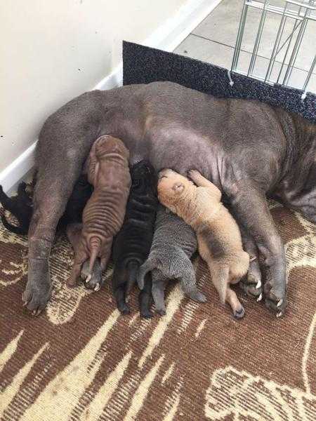 Shar Pei puppies