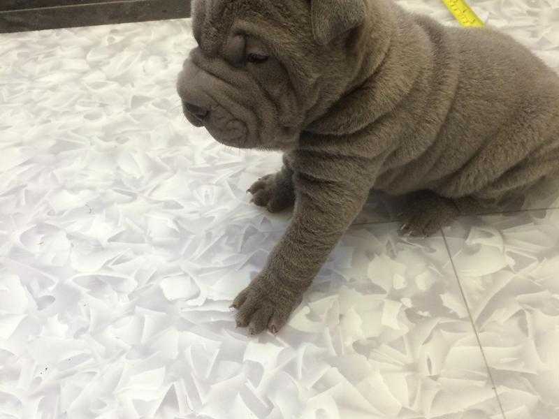 Shar Pei Puppies - Blue Boys, KC Registered.