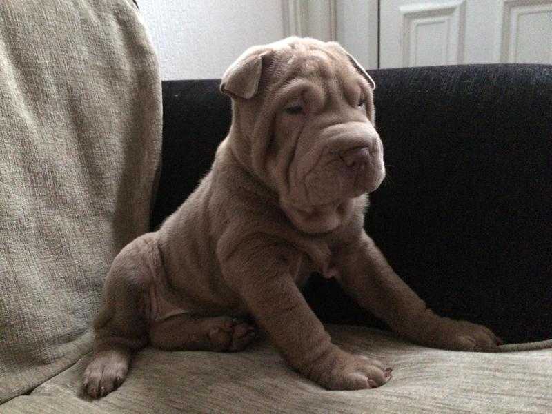 Shar Pei Puppies, K.C Reg, Ready Now.