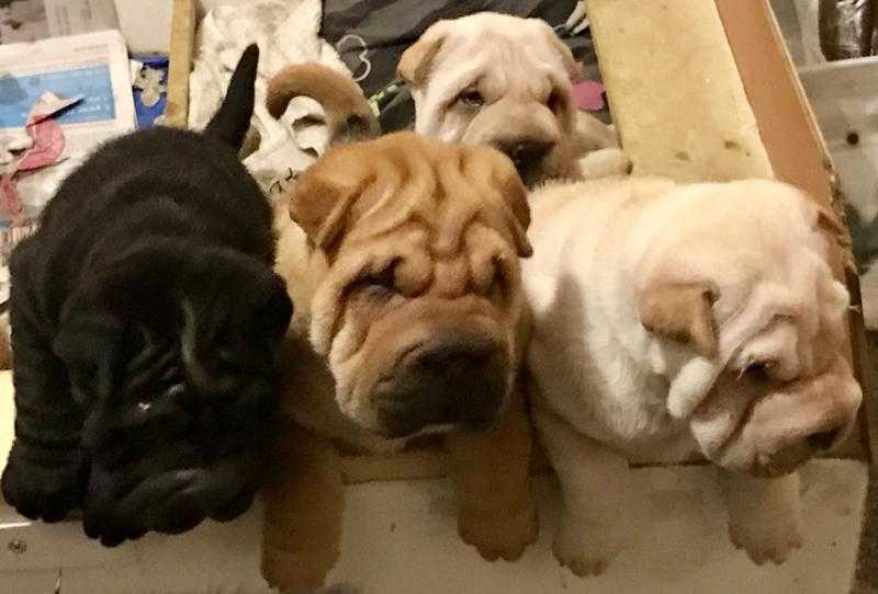 SHAR PEI PUPPIES READY IN TWO DAYS