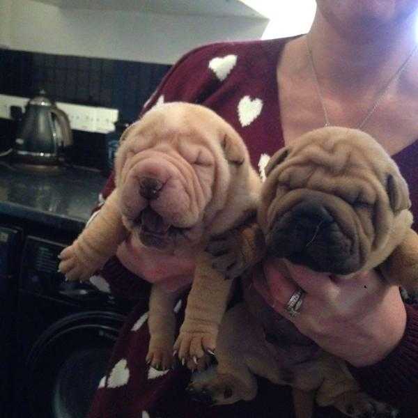 shar pei pups