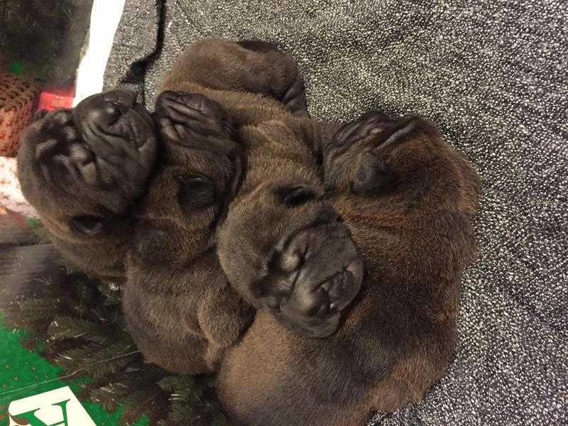 Shar pei pups