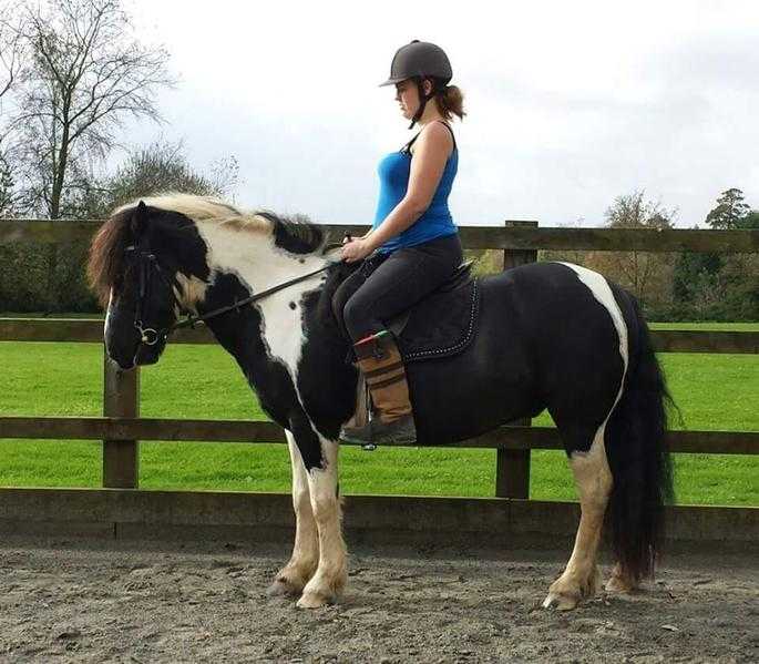 SHARER NEEDED ASAP 13.2 piebald cob 10 years old gelding