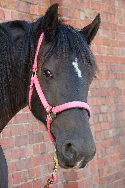 Sharer wanted for 15.2 Irish Cob X