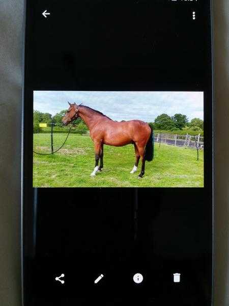 Sharer wanted for 15.2hh 4year old sports horse.