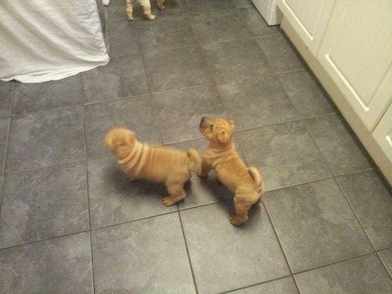 sharpei pups