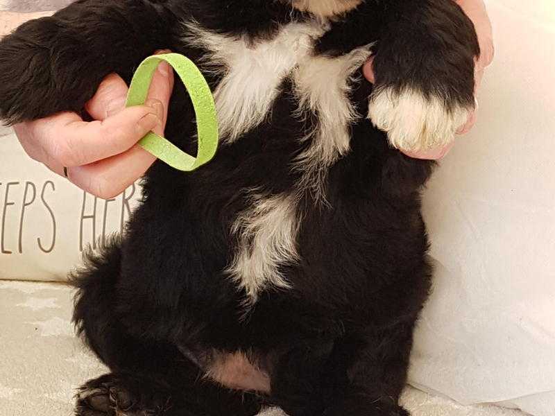 Sheepadoodle Puppies