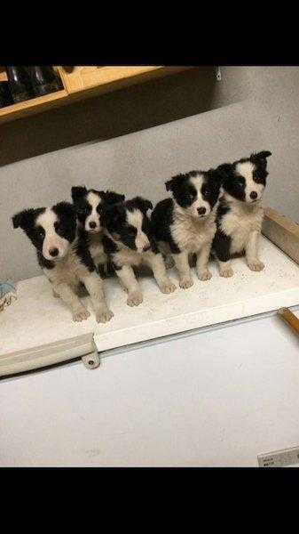 Sheepdog pups