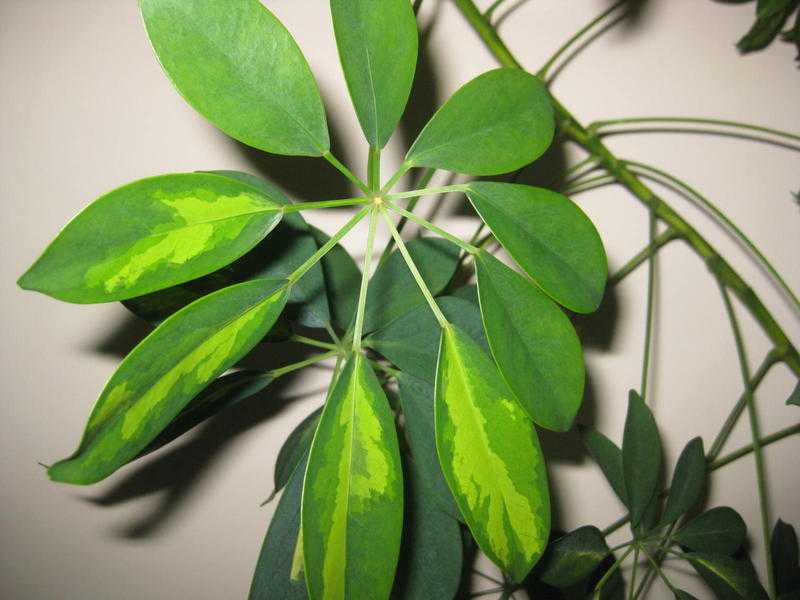 SHEFFLERA INDOOR PLANT ALSO CALLED UMBRELLA PLANT.