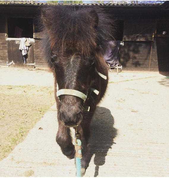 Shetland Colt