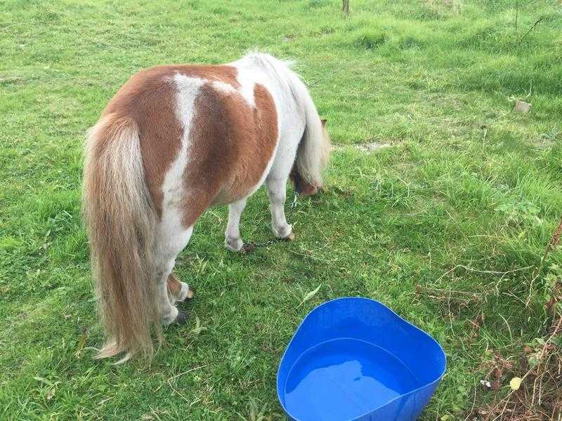 shetland pony colt