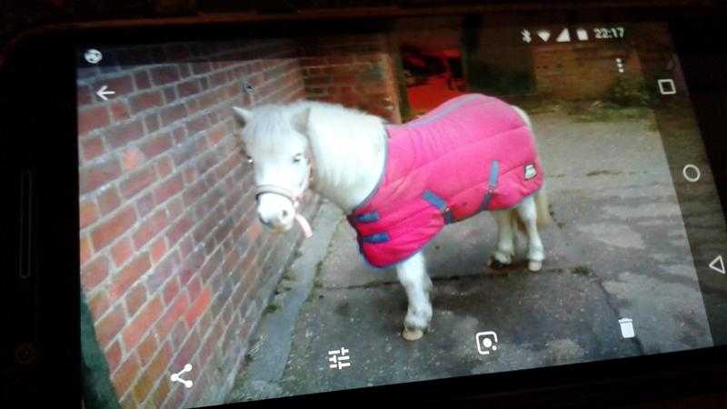 Shetland  pony for sale