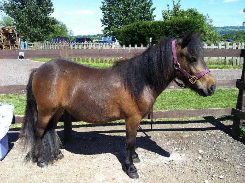 Shetland X mare for sale