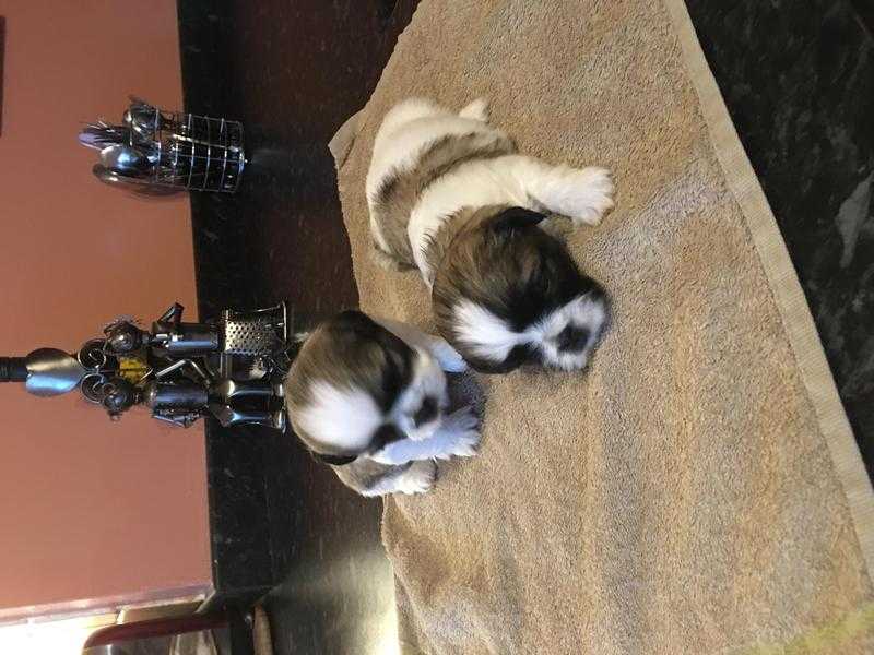 Shih tuz puppies