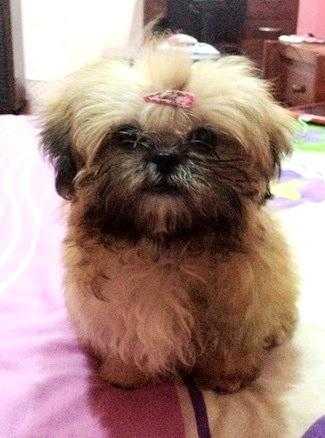 Shih tzu imperial for stud use