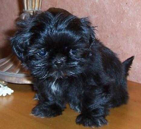 Shih Tzu Puppies 12 Weeks Old