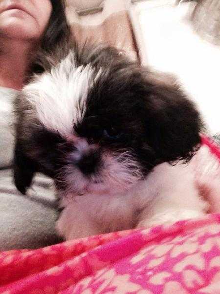 Shih Tzu Puppies