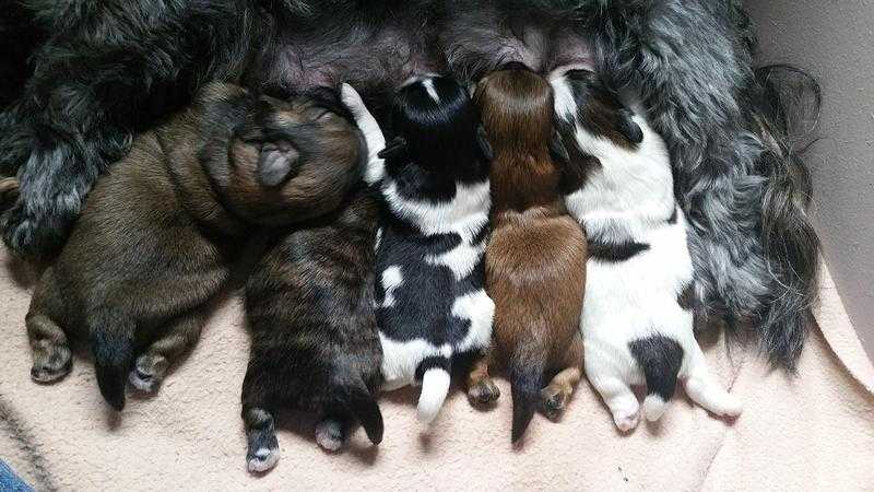 Shih tzu puppies