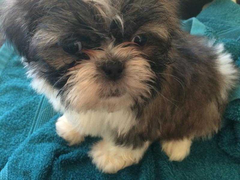 Shih Tzu Puppies