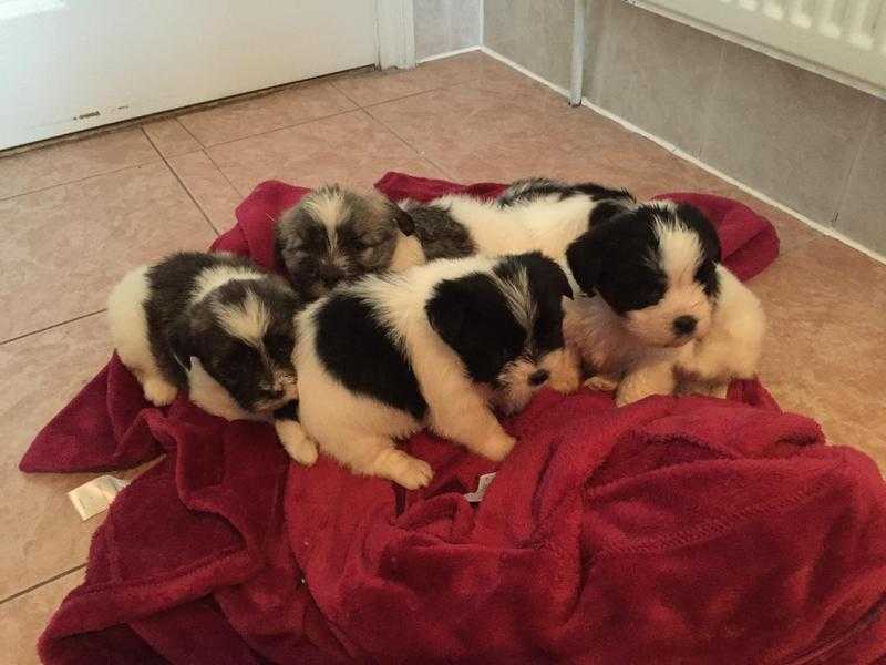 Shih tzu puppies