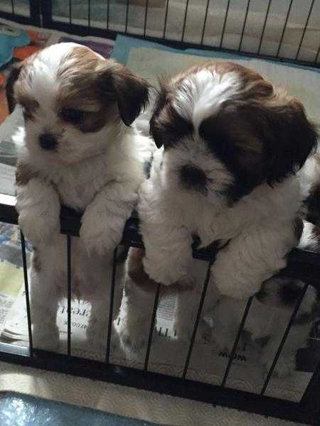 Shih tzu puppies