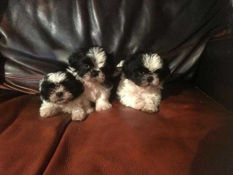 Shih Tzu puppies, boys and girls