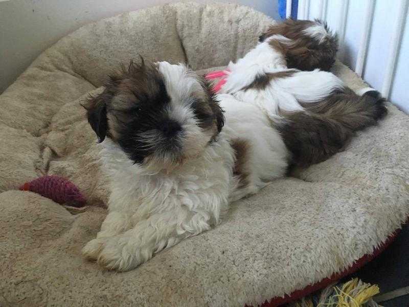 SHIH TZU PUPPIES READY TO GO NOW