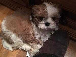 Shih Tzu puppy