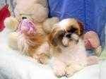 Shih tzu stud,Cassamays cisco kid ,17 champions