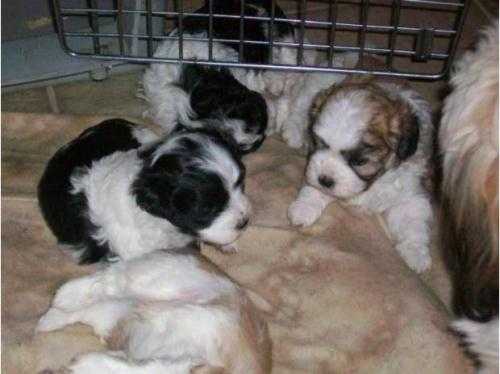 shih tzu x jack russell pups now ready