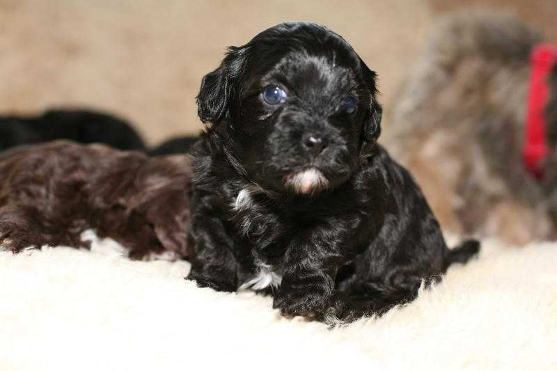 Shihpoo puppies