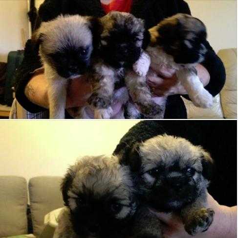 shitz x pugs for sale