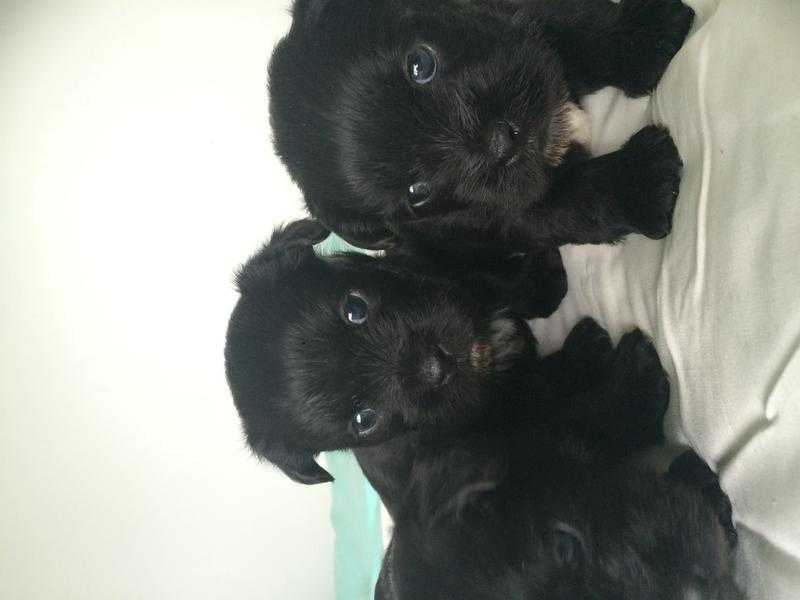 Shitzu x Scottish terrier puppies