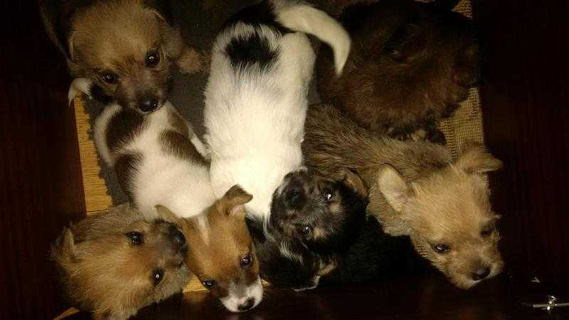 shorkie pups  (Liverpool) ready to go this week