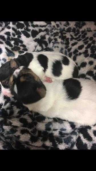 Short legged Jack Russell puppy dogs