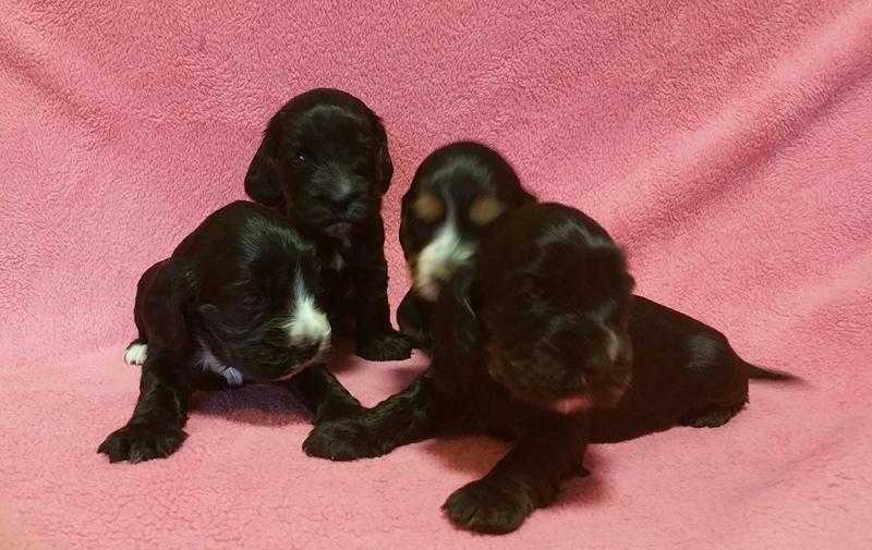 Show cocker spaniel puppies for sale