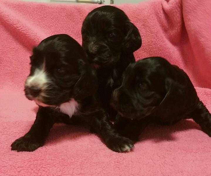 Show Cocker spaniel puppy for sale