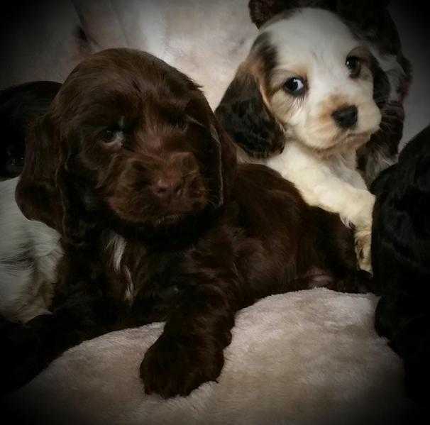 Show Cocker spaniel puppy for sale