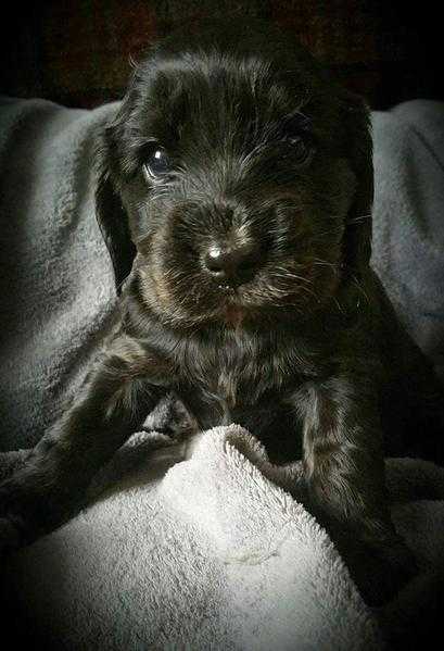 Show Cocker spaniel puppy for sale